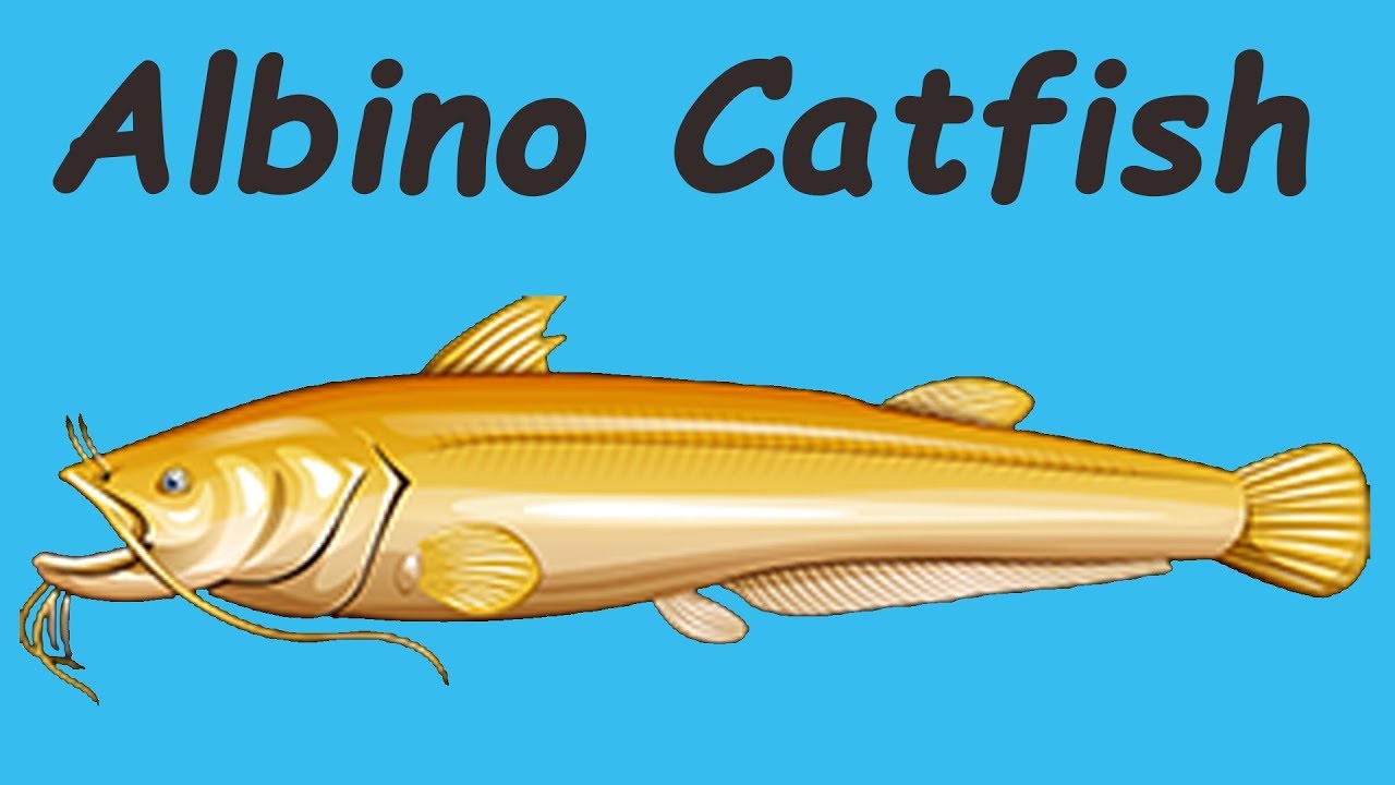 Sumec albín 5★ + lvl 233 :)