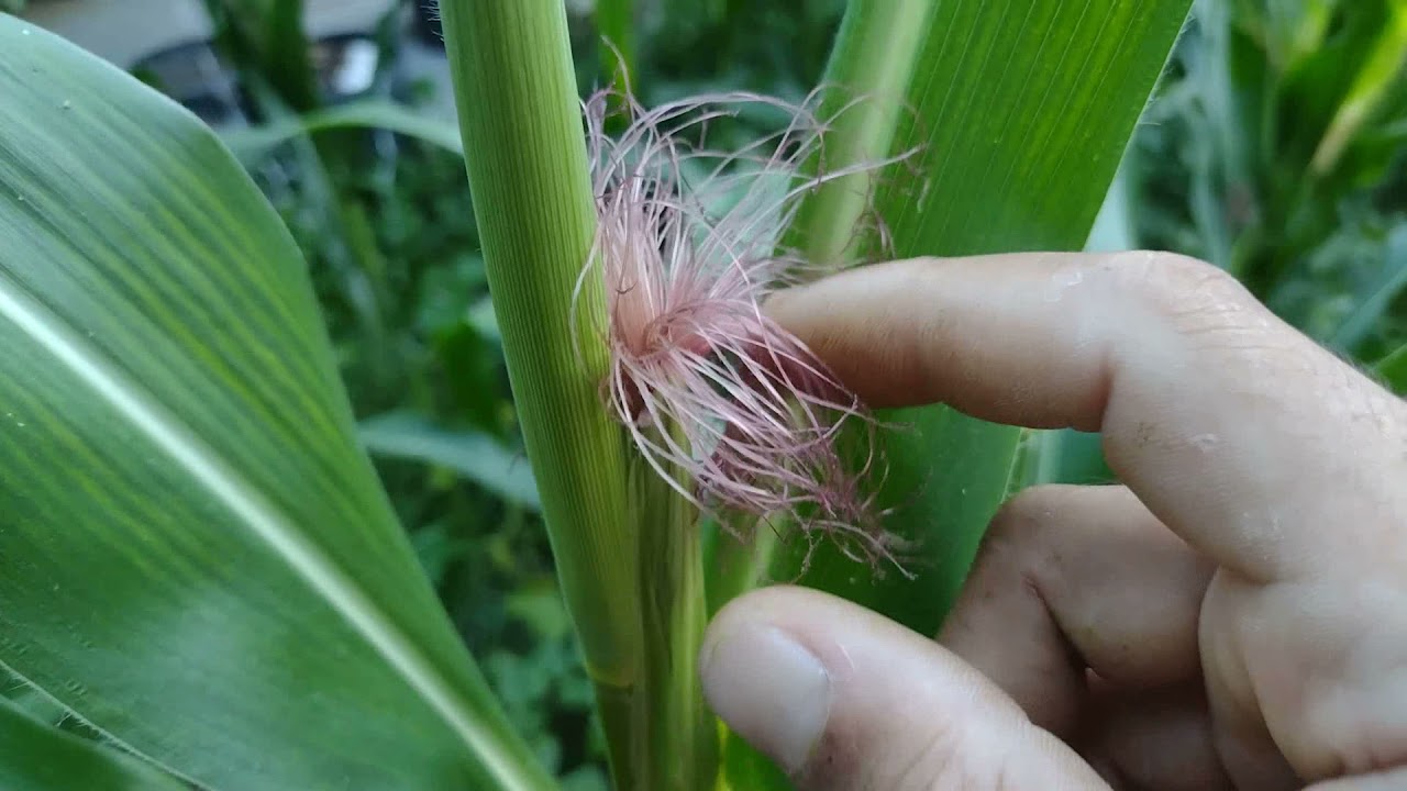 Cultivo Caseiro de Milho Verde - A Série:  Floração, Polinização e Desenvolvimento da Espiga