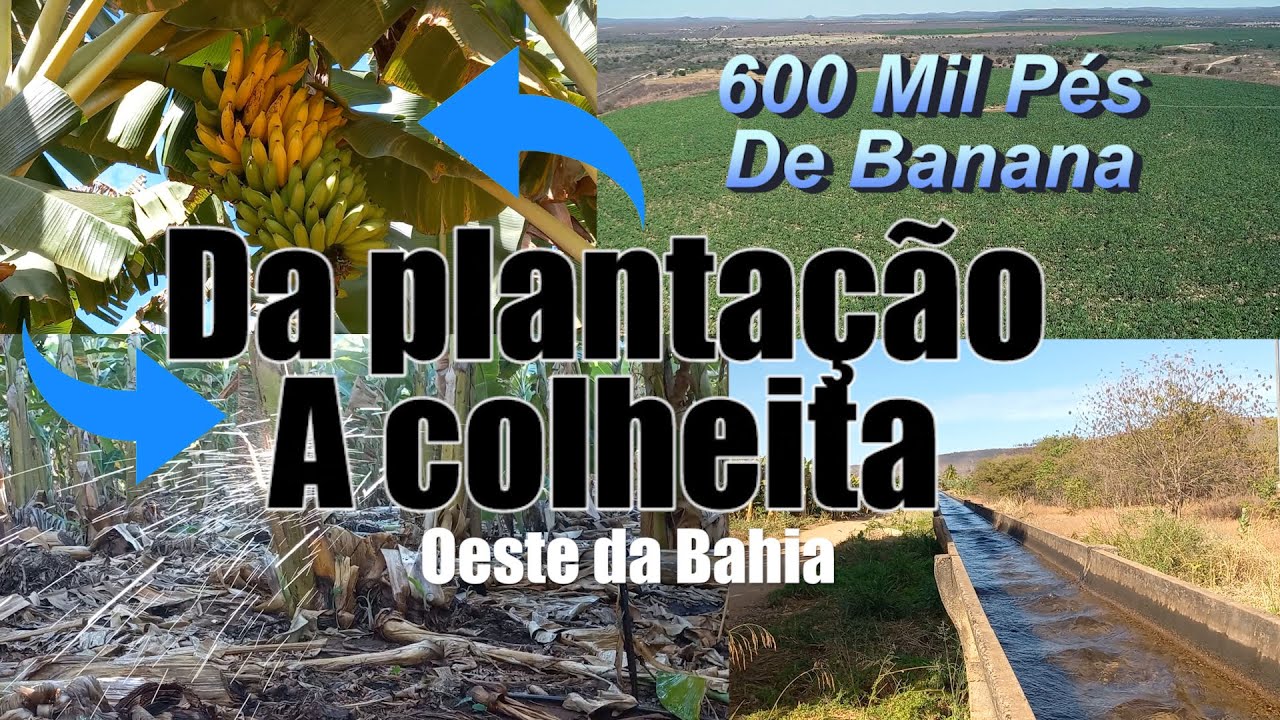 Plantação de bananas no oeste da Bahia | 600 Mil pés