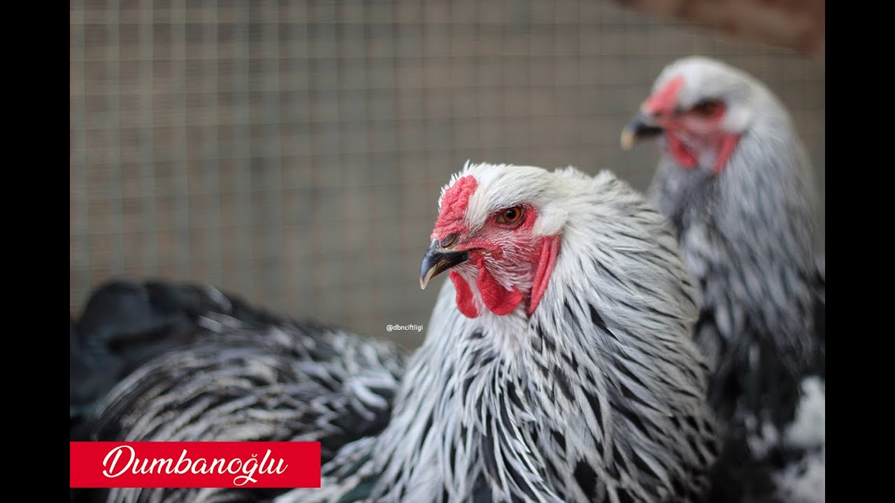 Brahma Birchen - Gümüş huş 2 damızlık yarka horoz seçimi; kusurlar ve özellikler