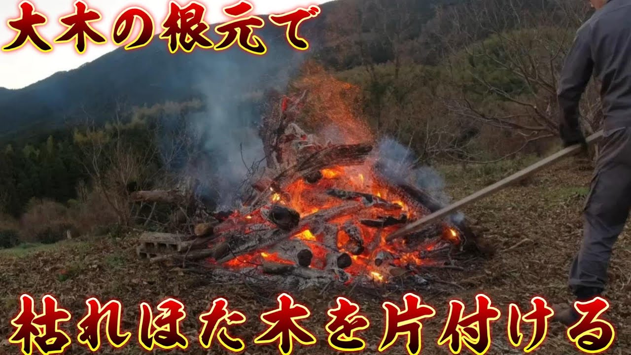 銀寄の大木の根元で栗枝を片付ける（後編）