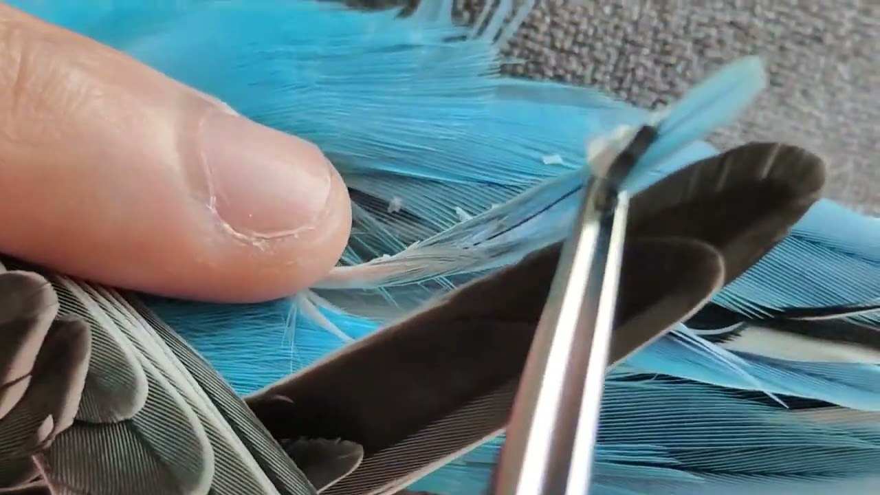 Byron tail pinfeather