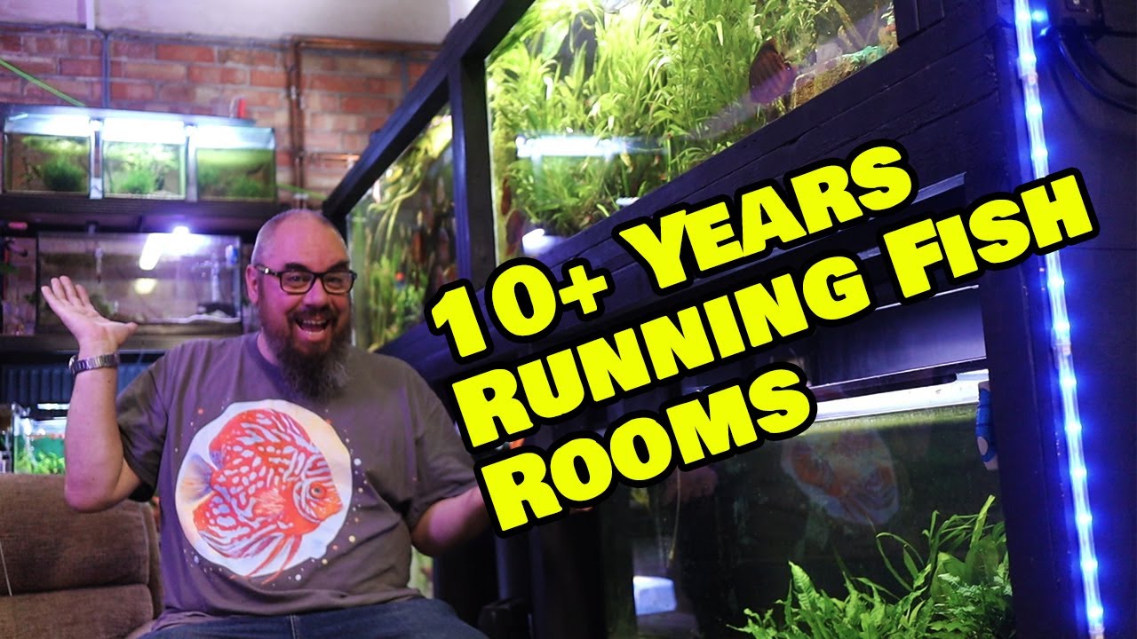 What You NEED To Know Before Building a Fish Room!