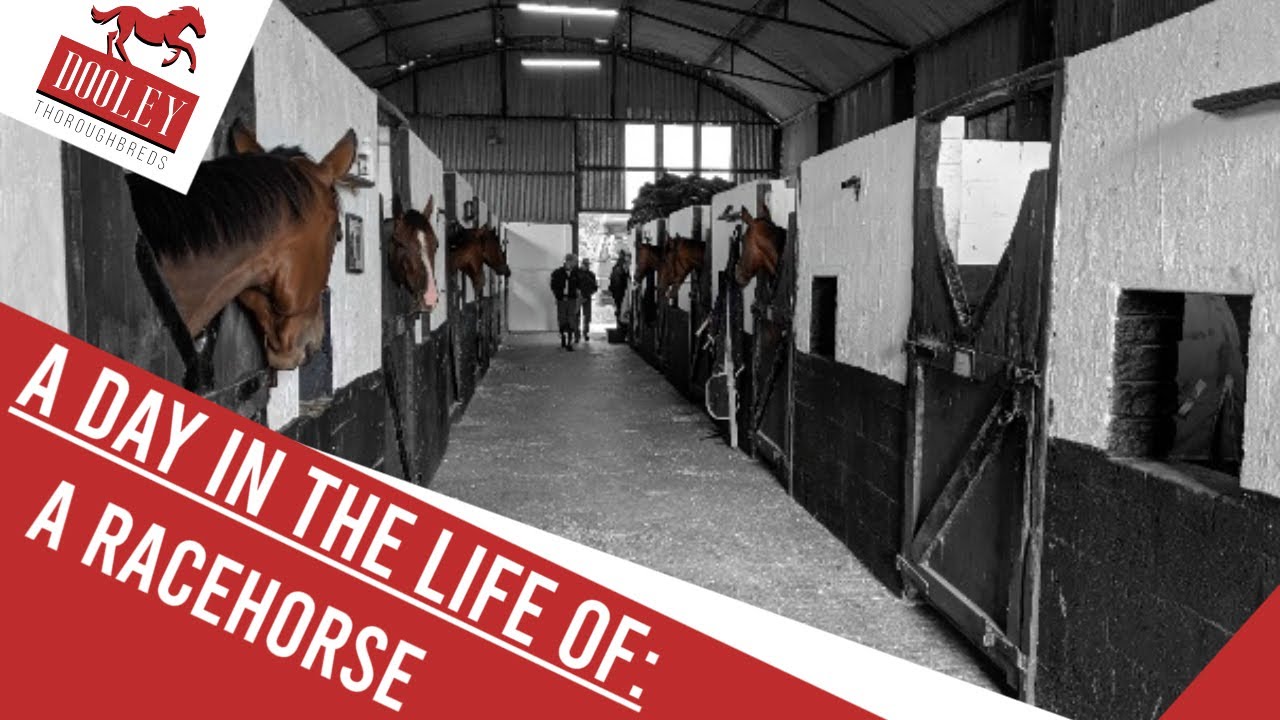 A Day In The Life Of: A Racehorse | 🏇 Dooley Thoroughbreds 🏇