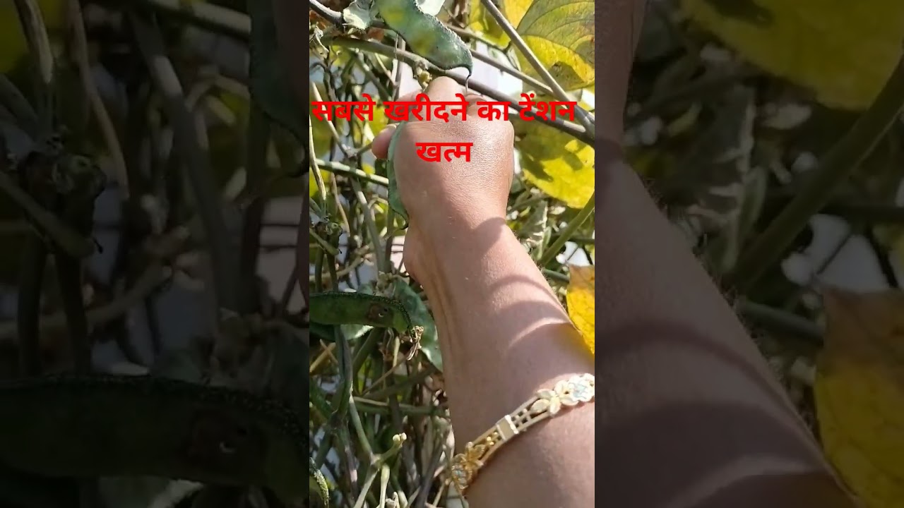 #gardening #organicgarden #agriculture #organicgardener