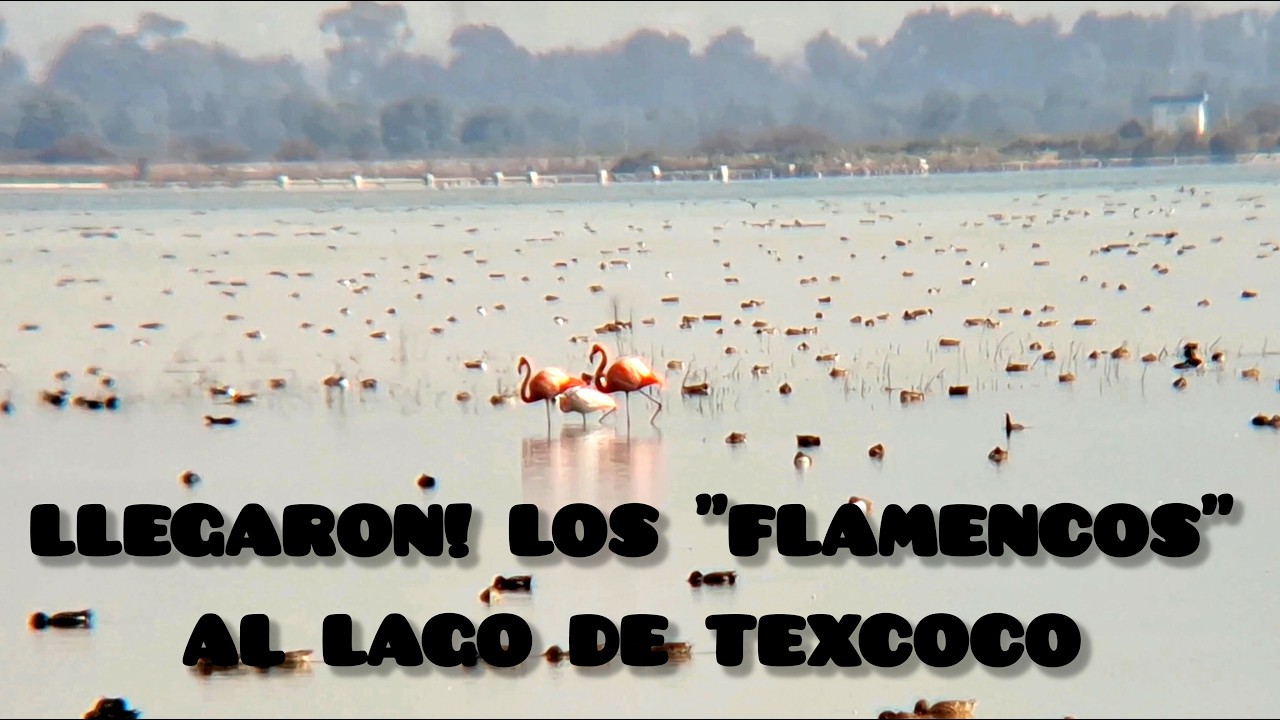 LOS FLAMENCOS LLEGARON AL LAGO DE TEXCOCO 🦩😲🚴&zwj;♀️##lagodetexcoco #aves 