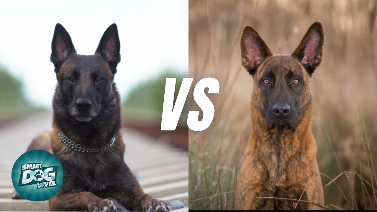 Belgian Malinois Vs Dutch Shepherd Difference - Which Breed Is Better?