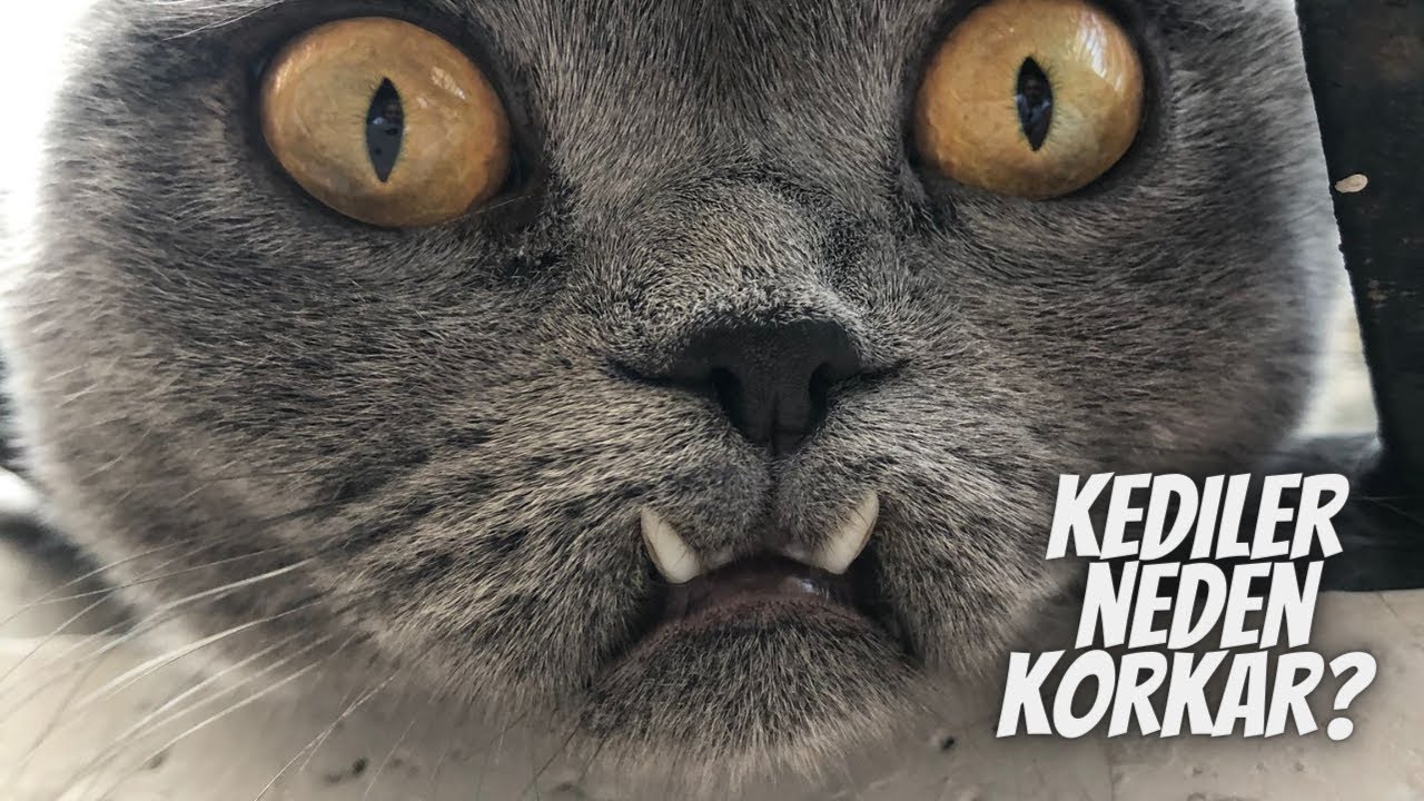 Kediler en çok nelerden korkar? Kedimizin korktuğunu nasıl anlarız? Korkusunu nasıl yatıştırırız?