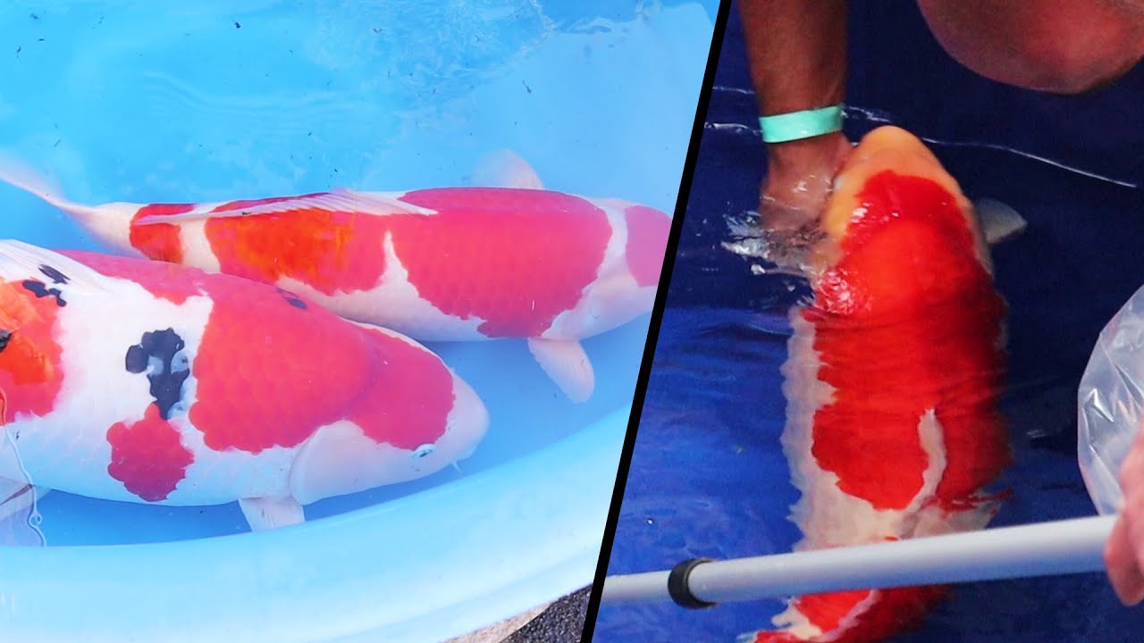KOI FISH on SHOW 2022 | Fish transport