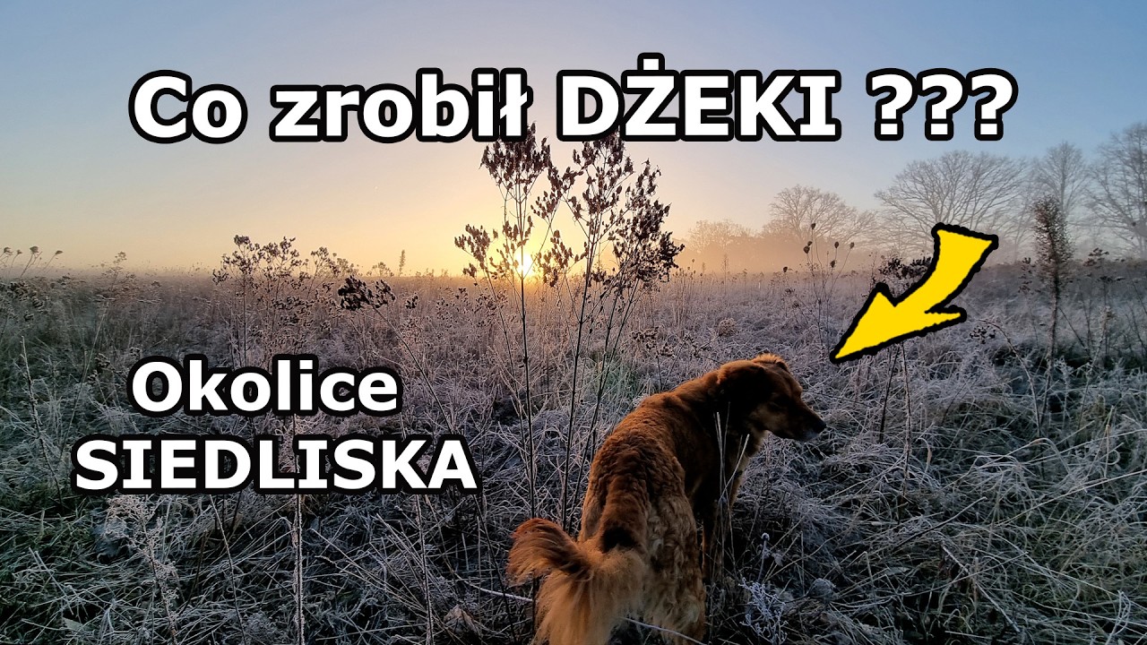 Obchodzę okolice SIEDLISKA !!! Co zrobił Dżeki na spacerze ze mną ??? Bratki posadzone!!!