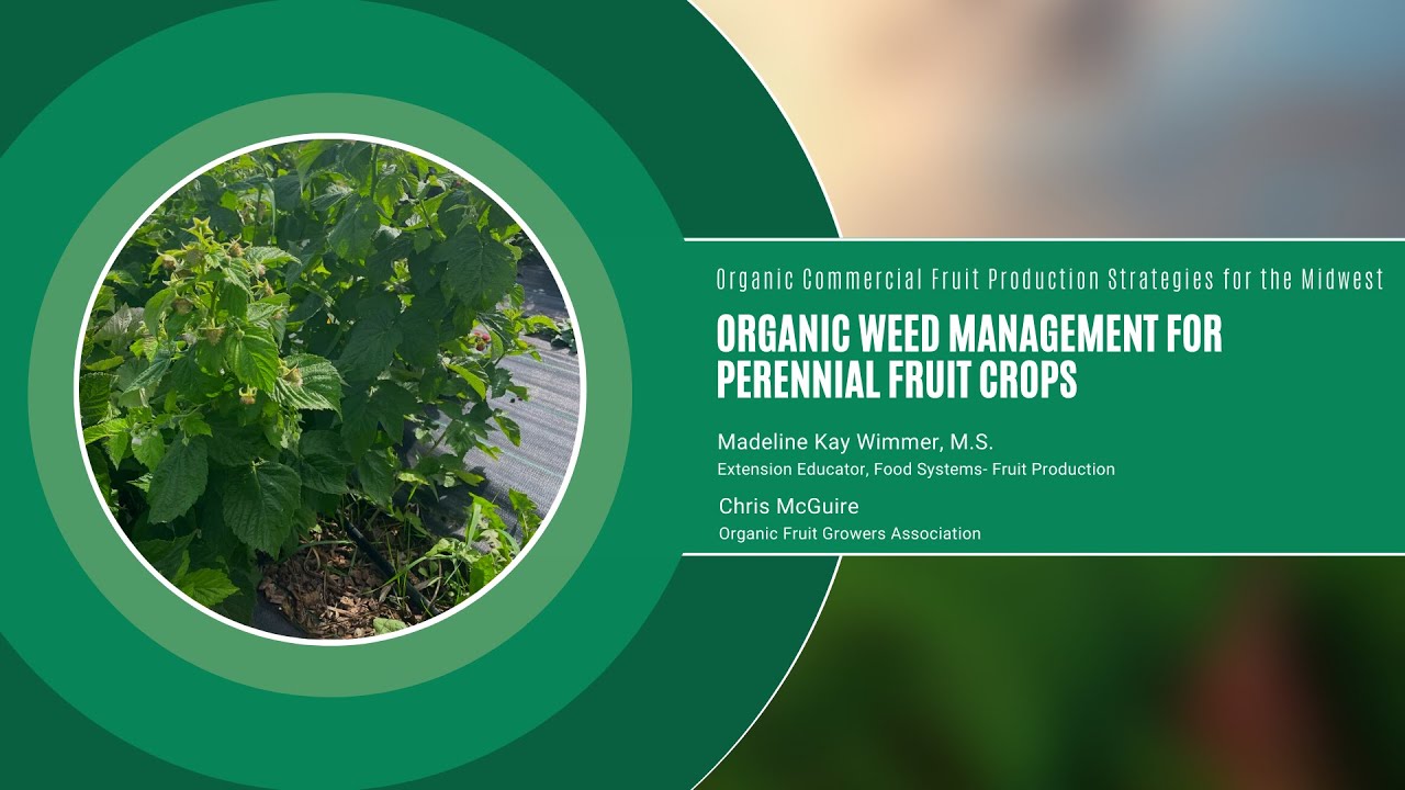 Organic Weed Management: Organic Commercial Fruit Production Strategies for the Midwest