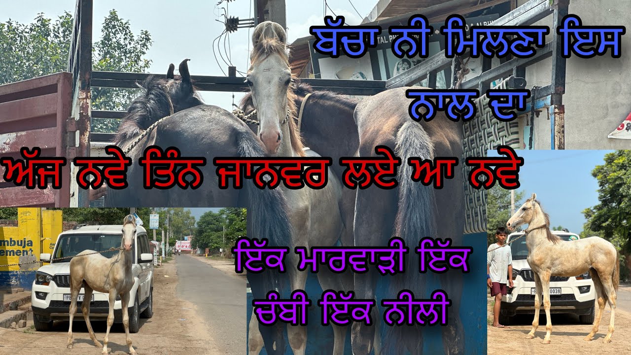 ਇਹੋ ਜਿਹਾ ਬੱਚਾ ਤਾ ਕਦੇ ਹੀ ਜਨਮ ਲੈਦਾ