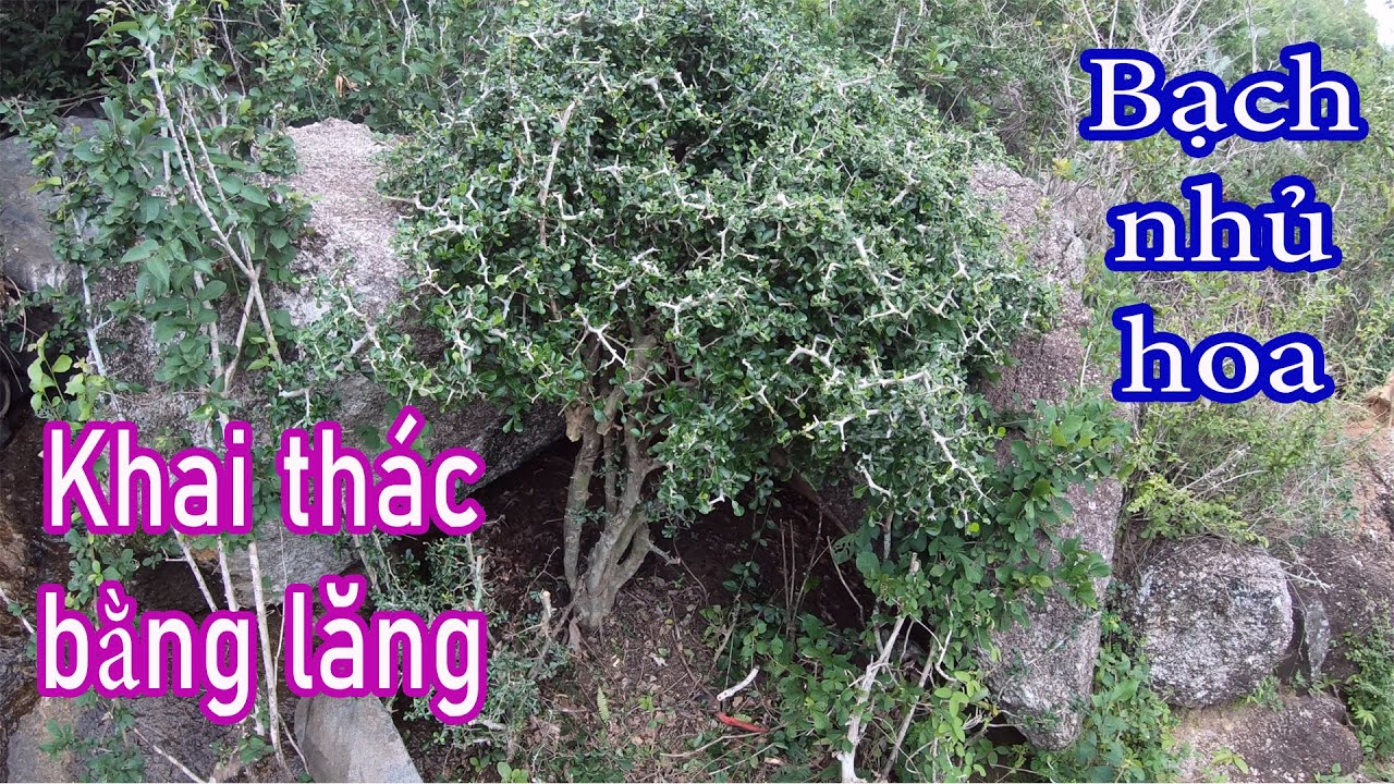 Lên núi tìm khai thác bằng lăng, bạch nhủ hoa về chơi bonsai