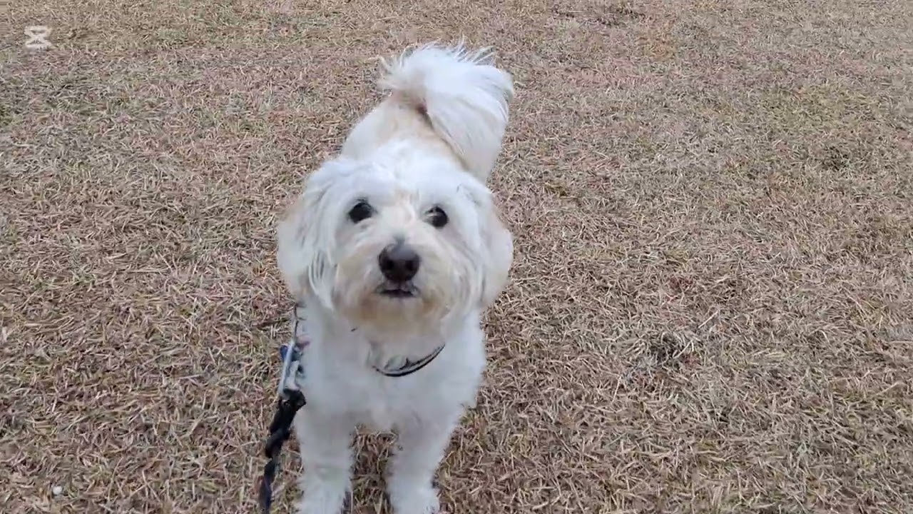 朝んぽ行く直前に小雨😅それでも楽しくお散歩するのがきなつく🐕🐶✨#柴犬#柴プー#可愛い犬#犬の居る生活