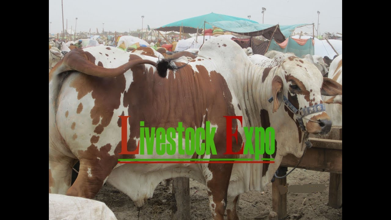 Cow Mandi 2017 | Karachi Sohrab Goth Mandi 2017 Video 1