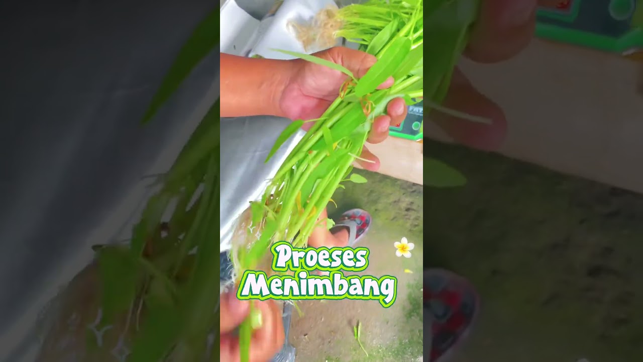  Kangkung Hidroponik  peluang Bisnis