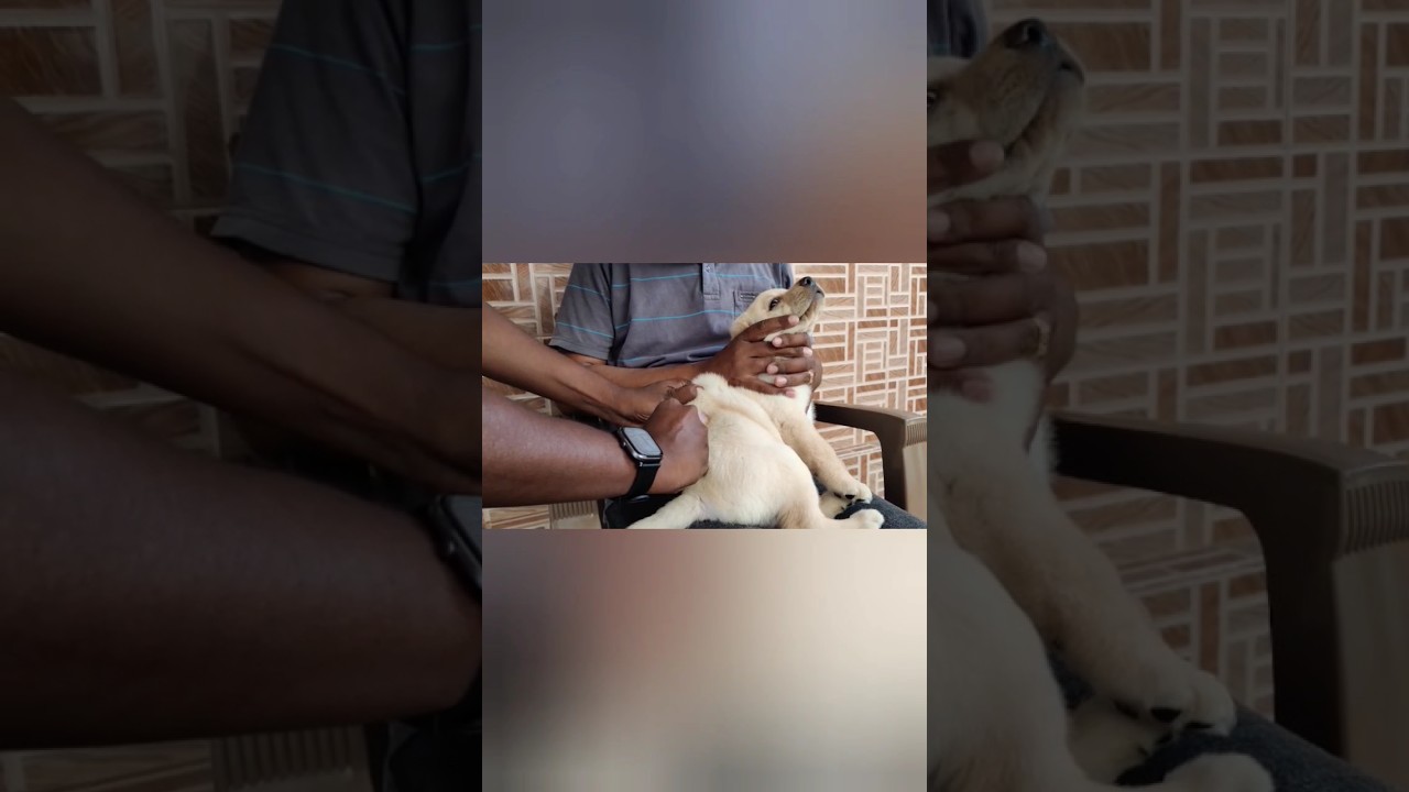 First Vaccination to Labrador Puppy !! #labradorpuppy #vaccine #vaccination #pets