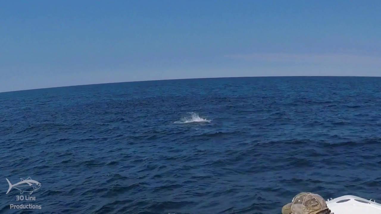 Topwater Bluefin Insane Strike