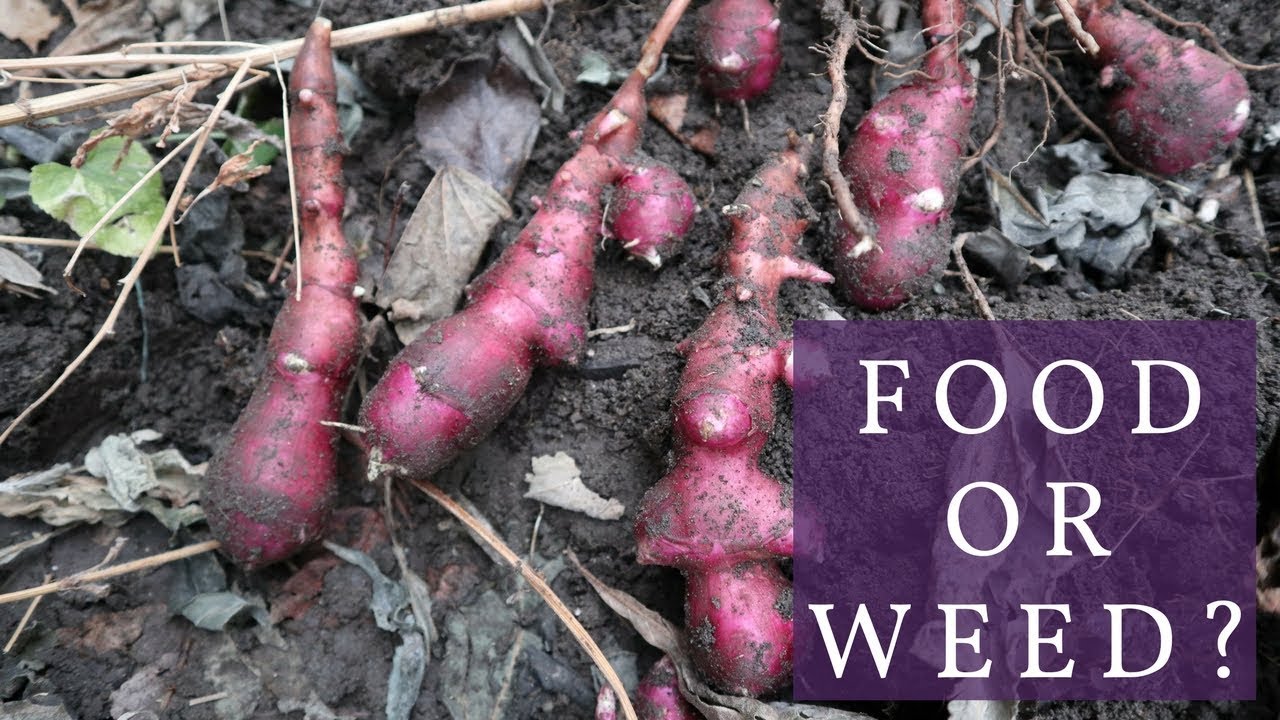 JERUSALEM ARTICHOKE | SUNCHOKES watch this before you try to grow
