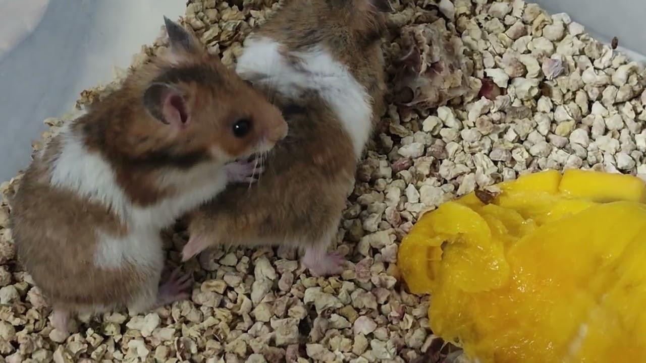 Breeding hamsters is very easy