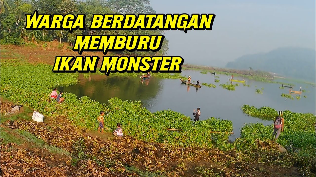 PASER IKAN ] IKAN MONSTER BERMUNCULAN MEMBUAT WARGA BERDATANGAN !!!