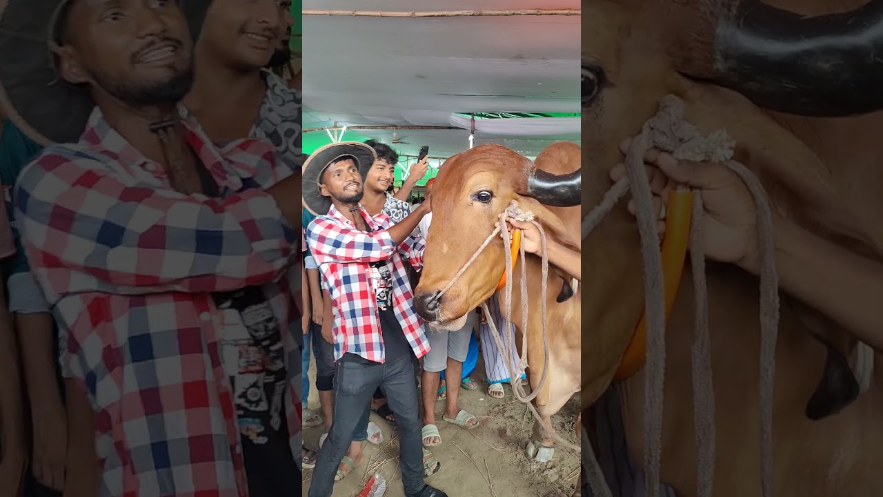 Eid preparations finalized at Gabtoli cattle market