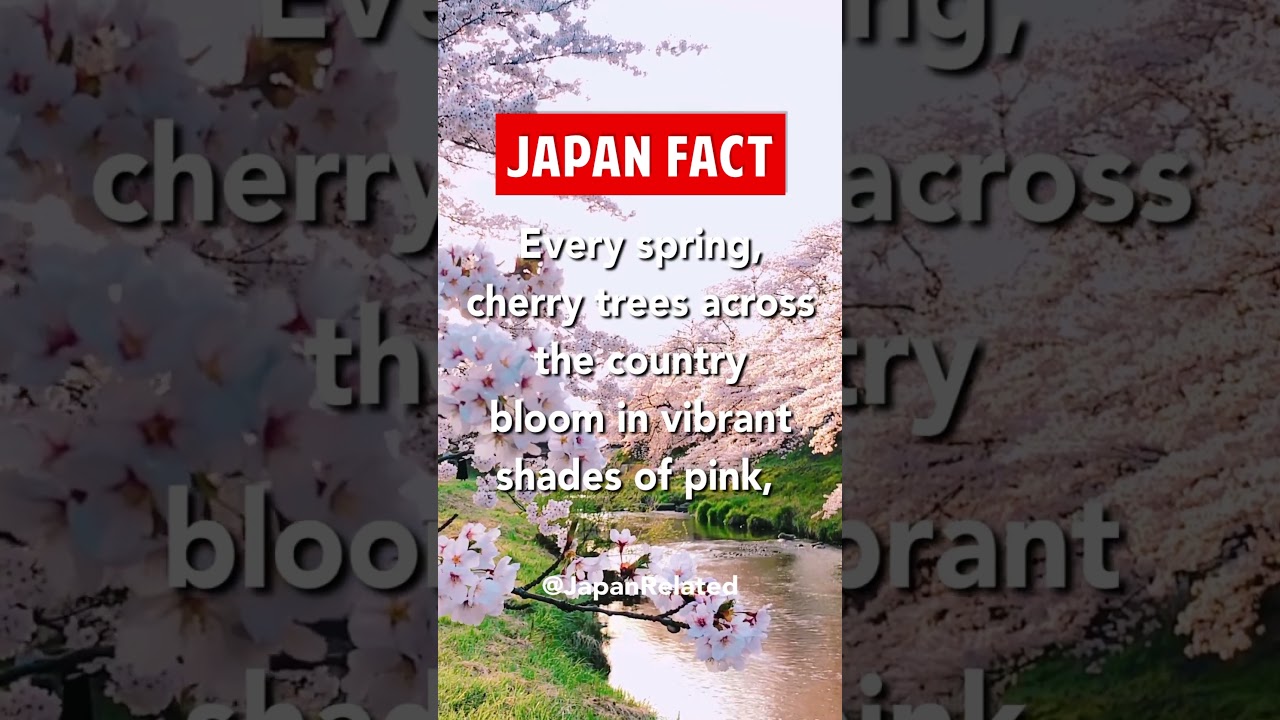 DID YOU KNOW about this FAMOUS JAPANESE FLOWER? 🌸 🇯🇵 #shorts #cherryblossom