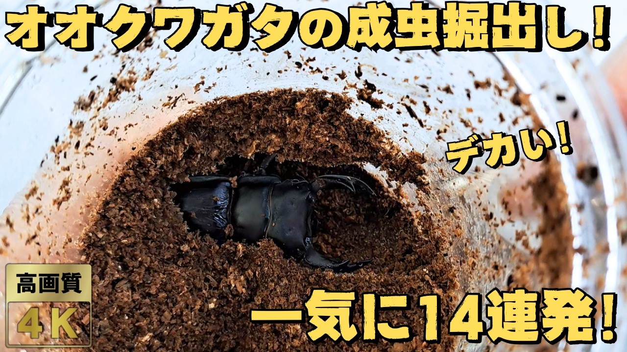 オオクワガタ成虫の掘り出し14連発！羽化したオオクワの成虫を一挙に14匹掘り出していきます！