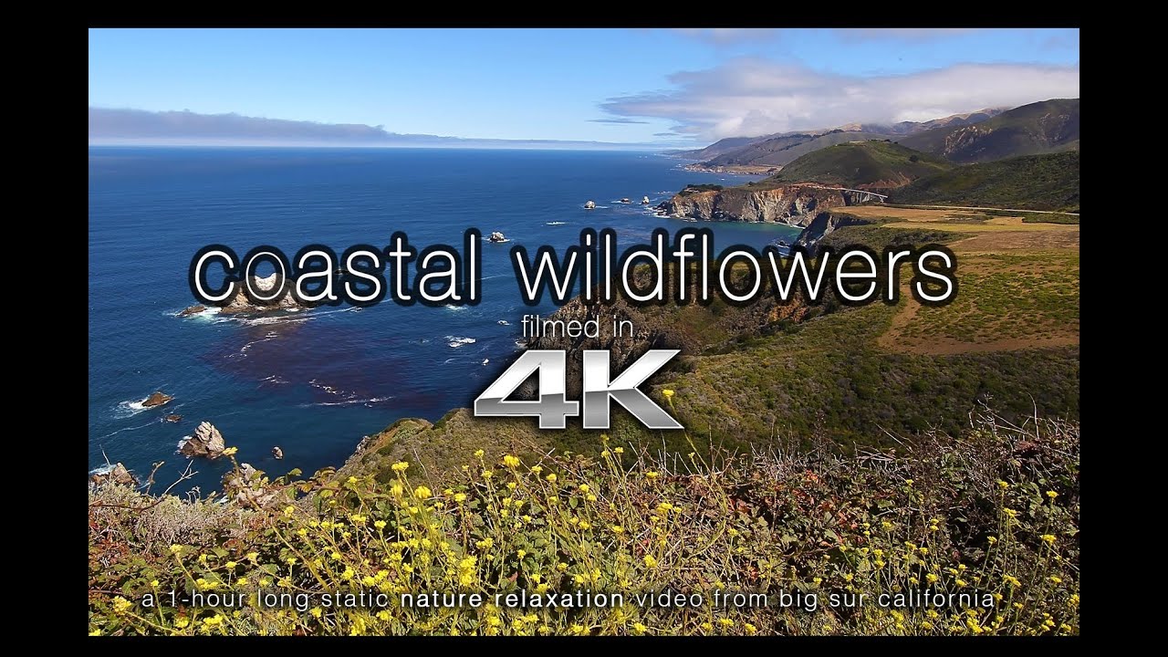 4K SCENE: Coastal Wildflowers Big Sur | Nature Relaxation&trade; Static Scene 1HR