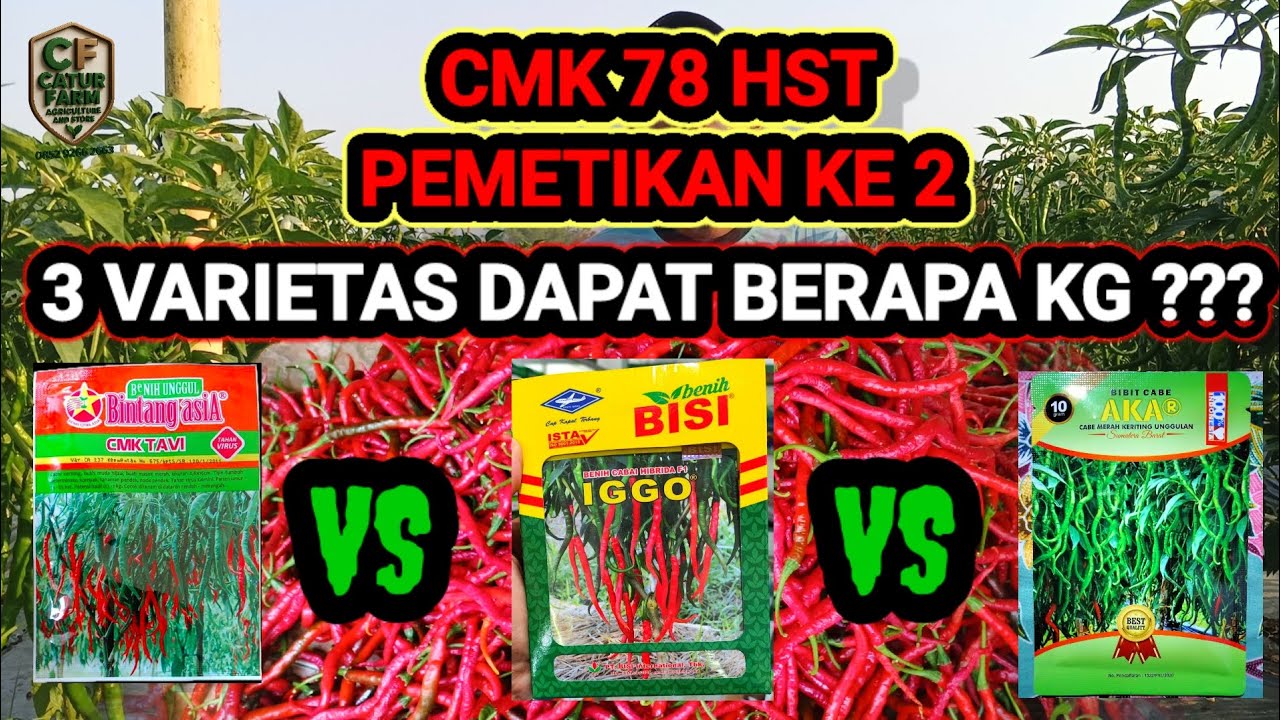 CMK 78 HST || PEMETIKAN KE-2 DARI 3 VARIETAS || CMK TAVI || IGGO TAVI || AKAR 