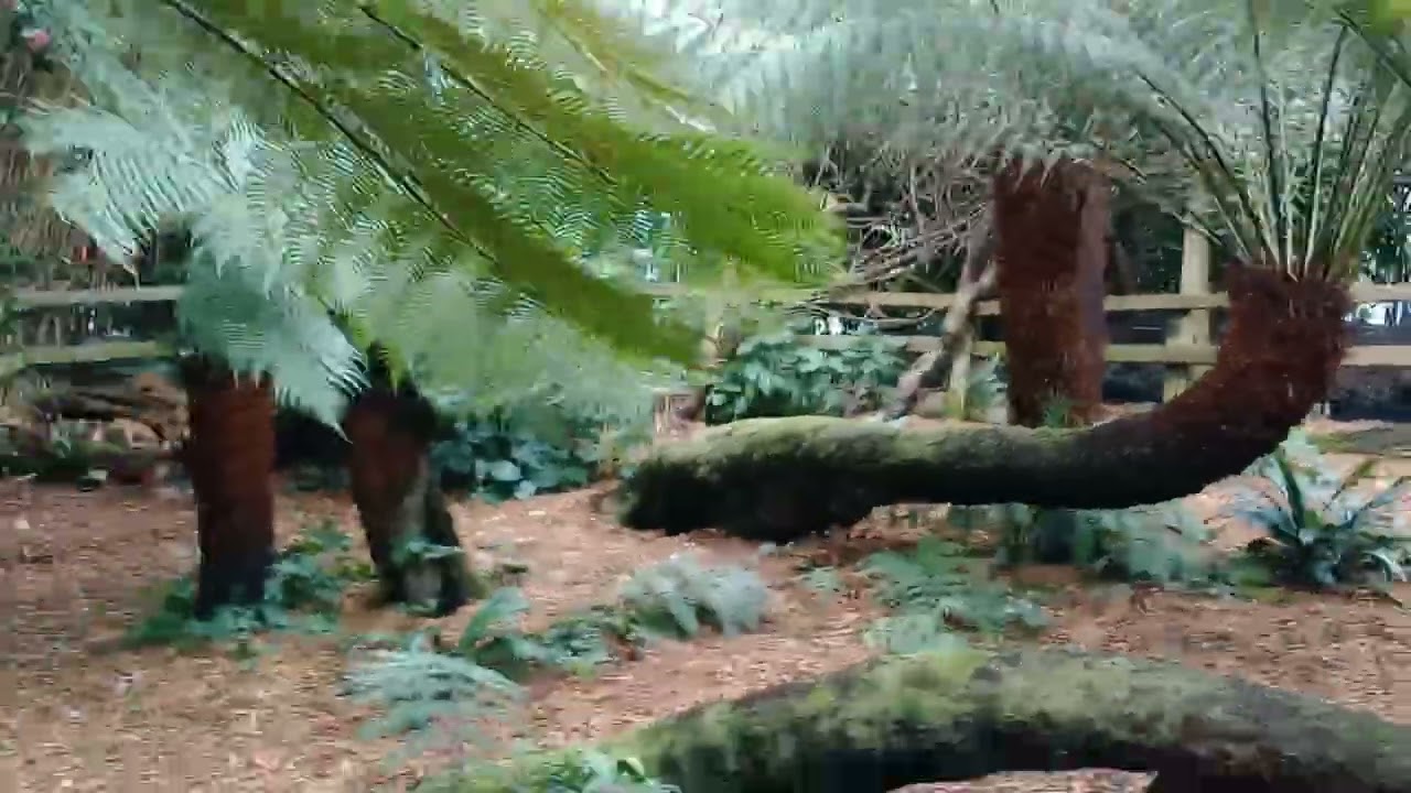 Only recently discovered this hidden grove of Treeferns in Morrab Gardens Penzance UK .