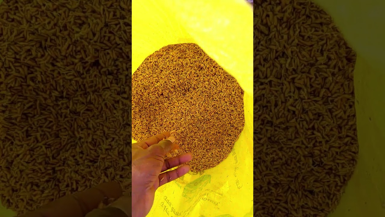 रबी फसल में धान की खेती कैसे करें // सर्दियों में धान उगाने का सही तरीका 🌾