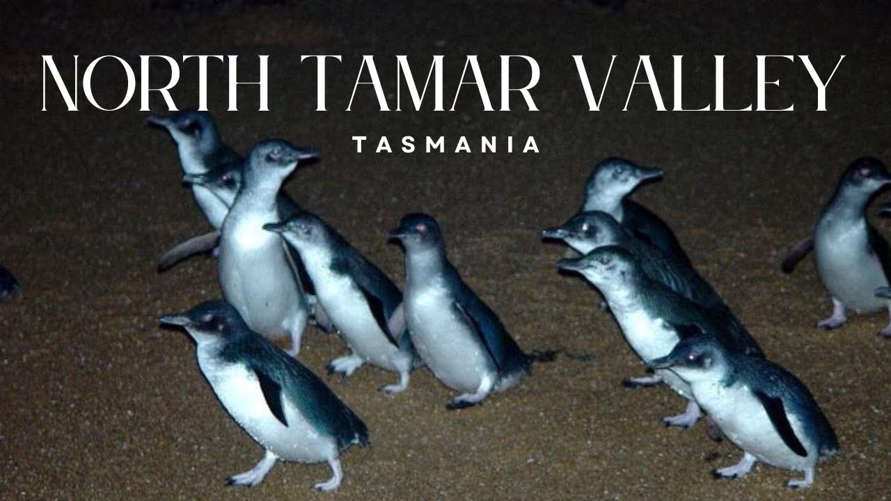 North Tamar Valley | Tasmania | 4K