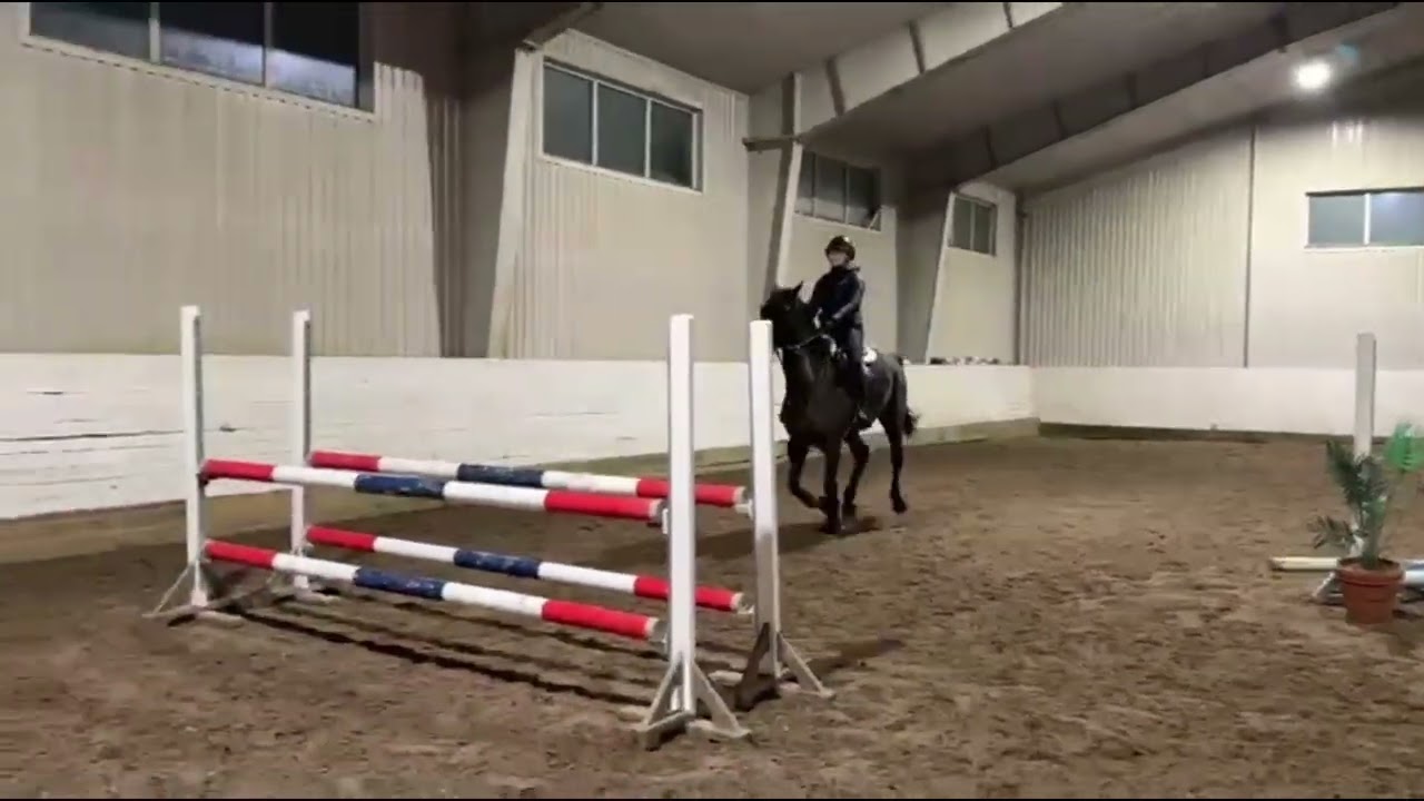 Gelding by Columbus Z (2020) FOR SALE 
