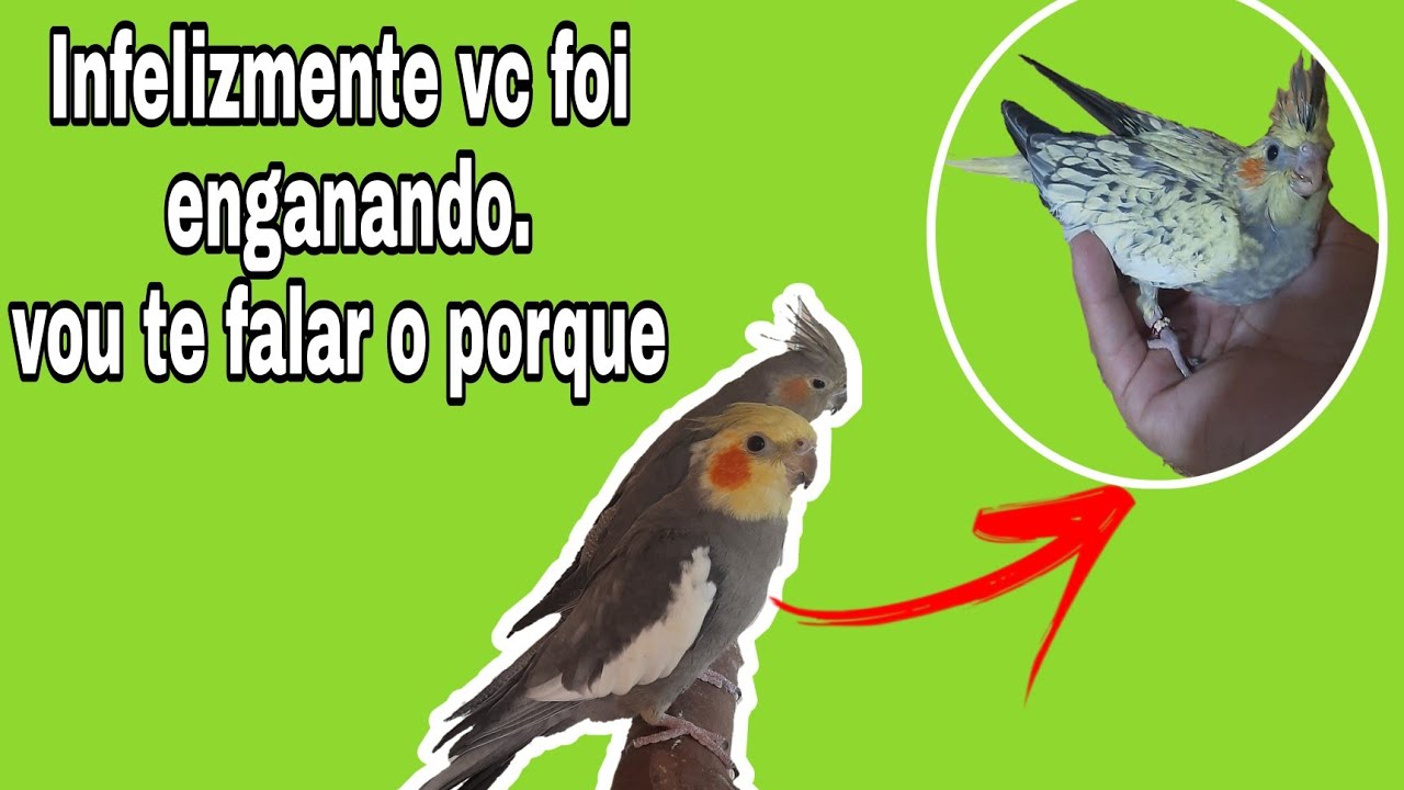 COMPREI UM CASAL DE CALOPSITAS ADULTO,MAS ELES NÃO TIRAM FILHOTES.