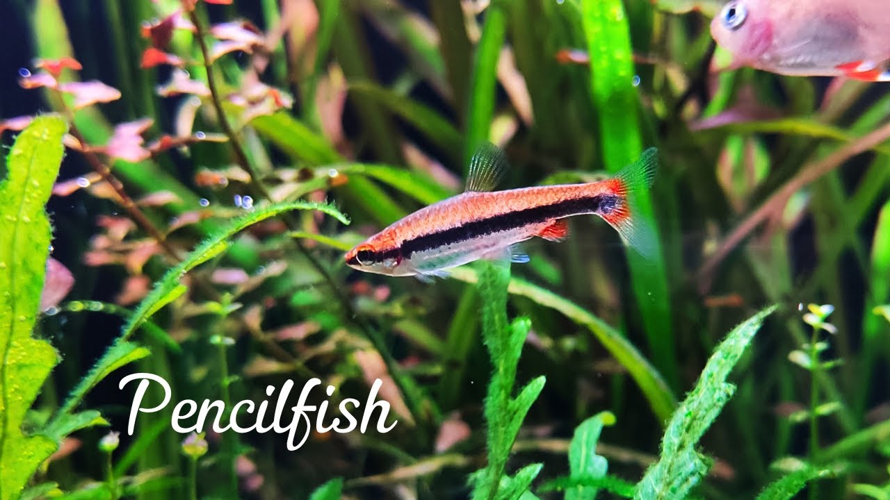 Beckford's Golden Pencilfish in a Planted Tank