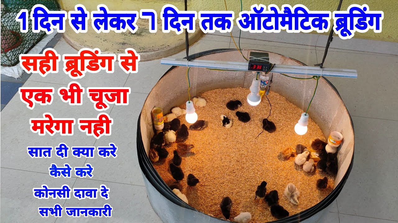 मुर्गी के छोटे चूजों को कैसे संभाले | ऑटोमैटिक ब्रूडिंग कैसे करे | 1 दिन से 7 दिन तक पूरी जानकारी