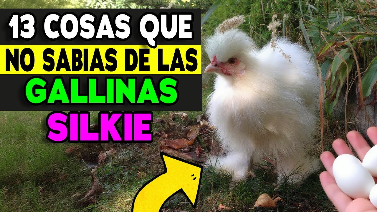 13 cosas que NO SABIAS de las gallinas SEDOSAS del Japón  (¡El #11 es Increíble!) 🔥