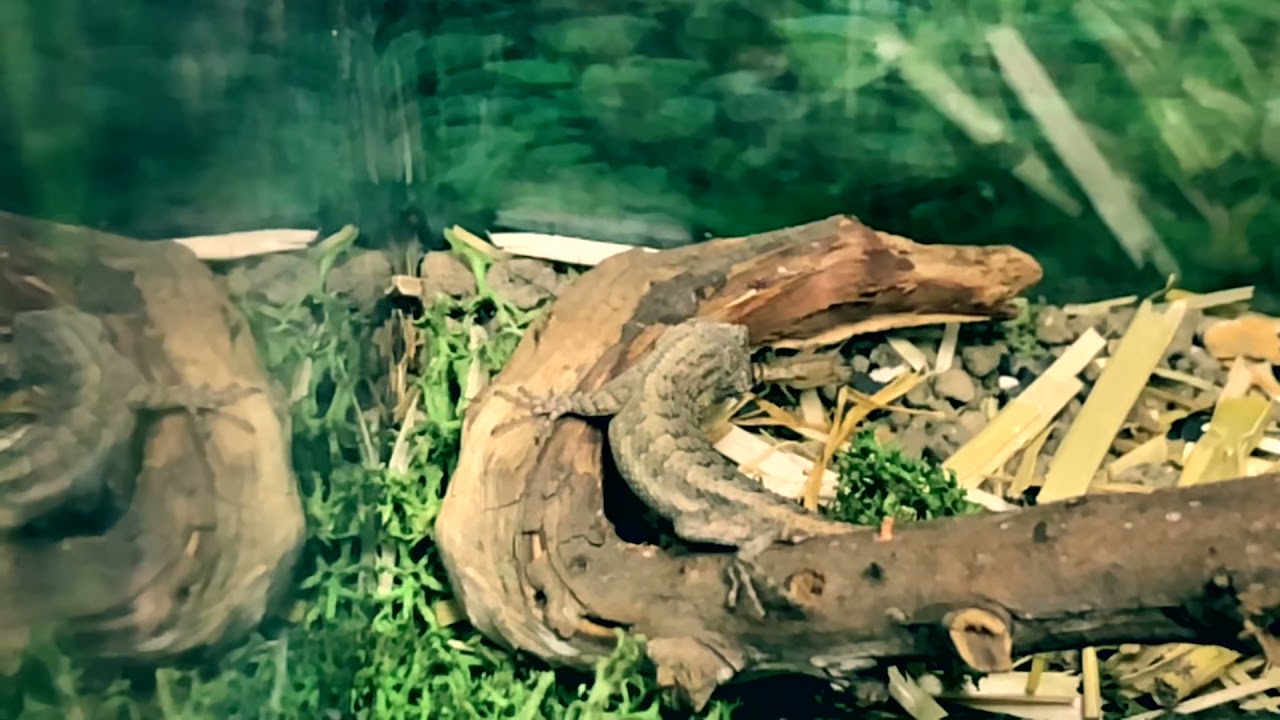 Fence lizard eats cricket in slow motion