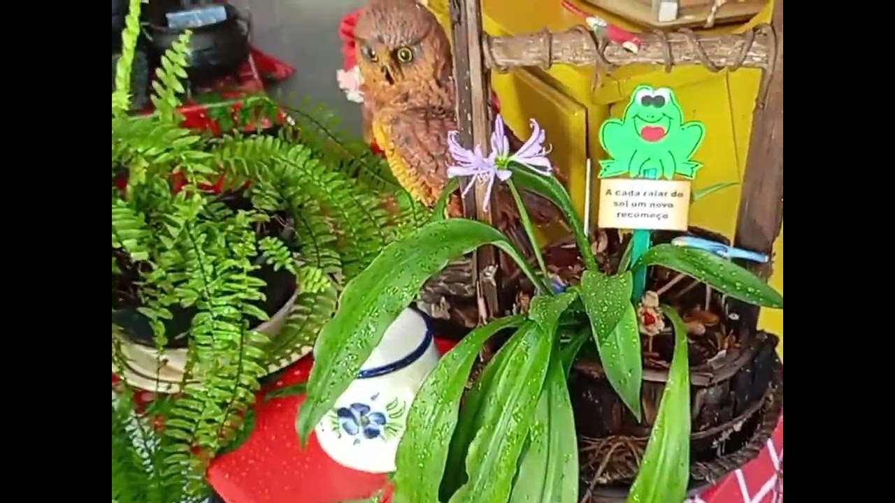 MINHAS PLANTAS...MINHA RIQUEZA ...😍❤️🥰