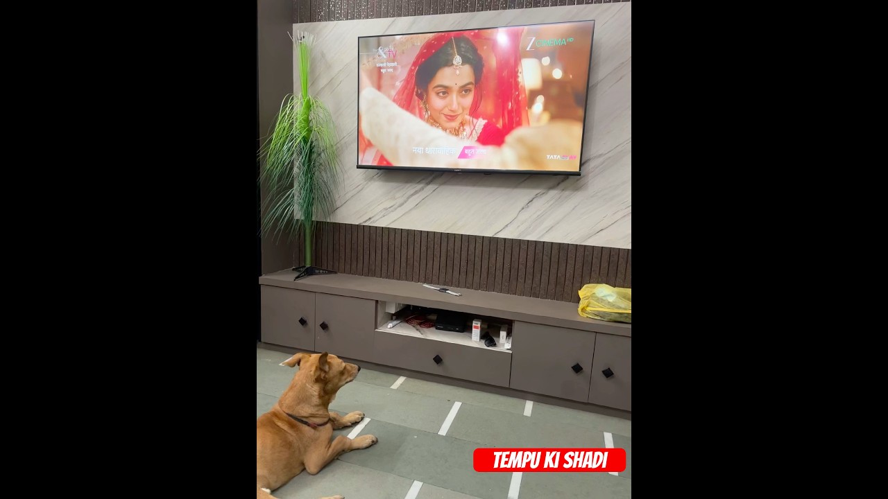 Dog ki shadi 🤣 #like #dog #funny #enjoy #entertainment #shorts #shortvideo #youtube #indore #love
