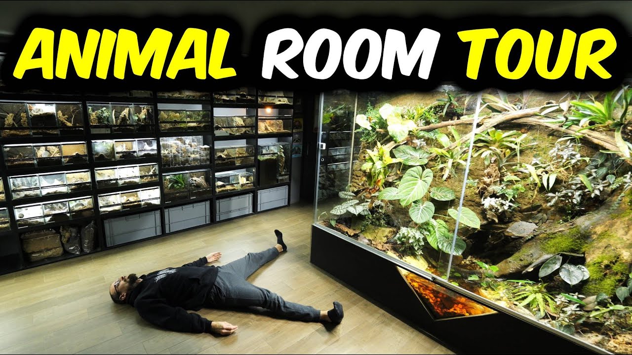 Full COLLECTION Tour - All ANIMALS I have in 2025!