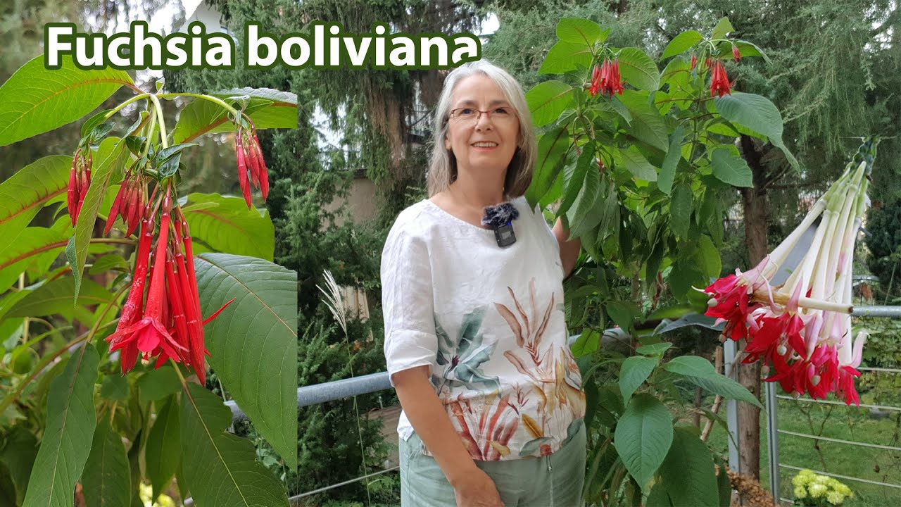 Fuchsia boliviana / Najljepša Fuchsia - menđušica