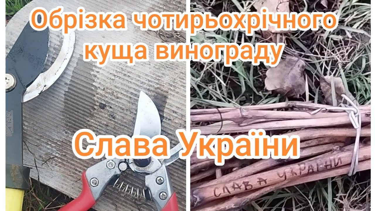 Обрізка винограду. Підсилена ланка плодоношення. 