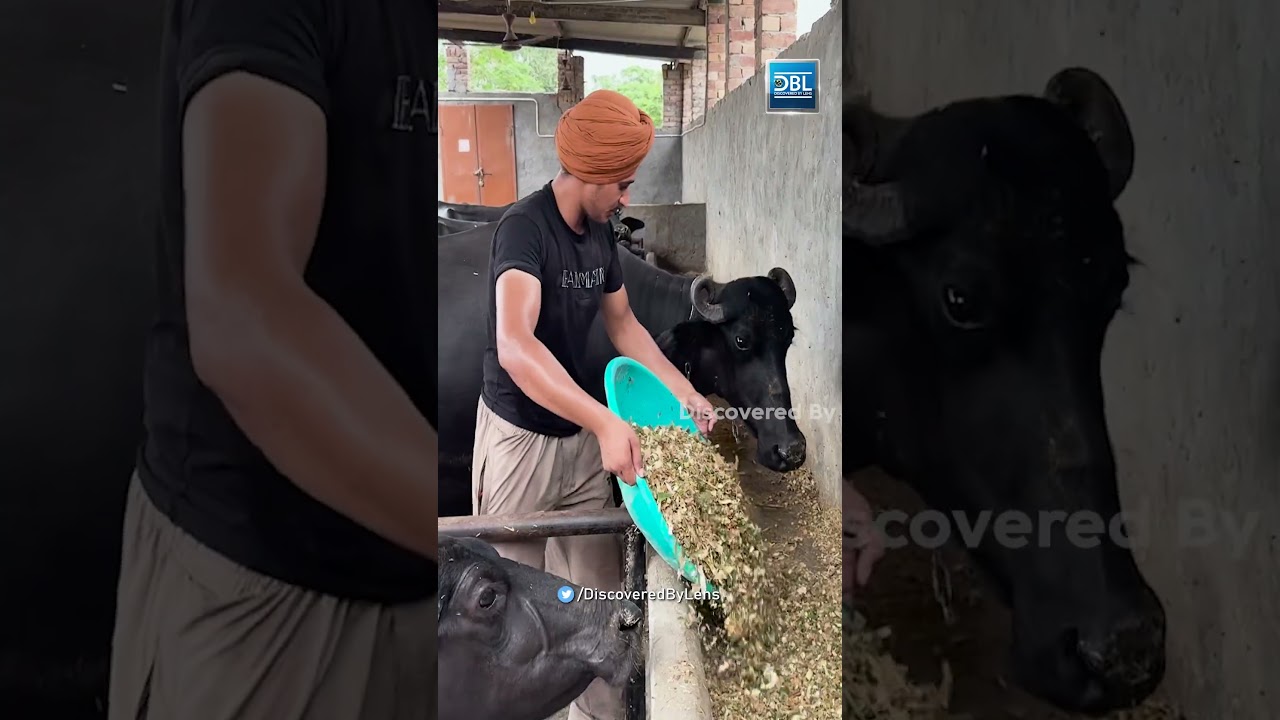 ਉਮਰ ਗੱਭਰੂ ਦੀ 17 ਸਾਲ, ਕਮਾਈ ਮਹੀਨੇ ਦੀ 4 ਲੱਖ