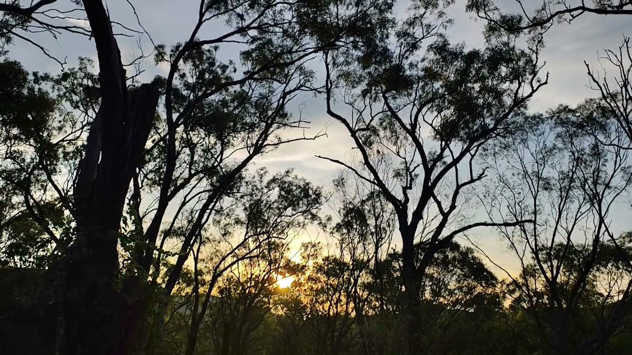 Good evening from the ancient forest 