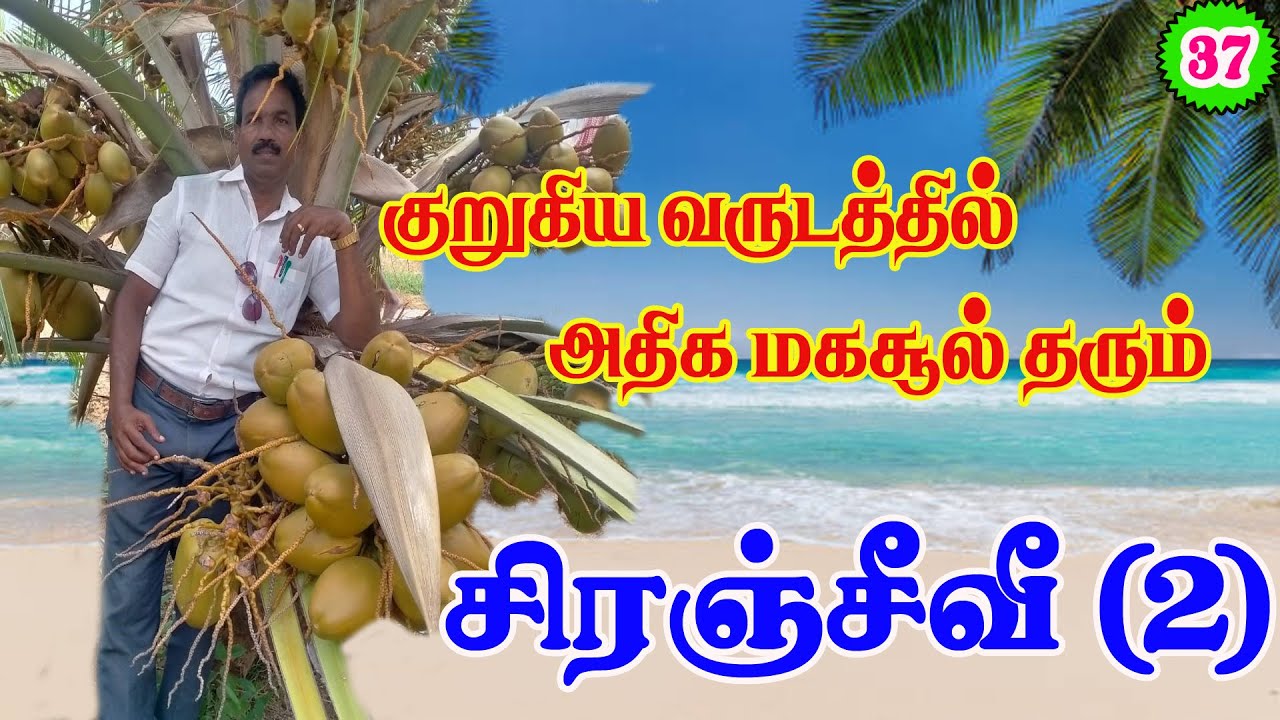 குறுகிய வருடத்தில்  அதிக மகசூல் தரும் சிரஞ்சீவீ (2 ) | High yielding dwarf variety#highyield#coconut