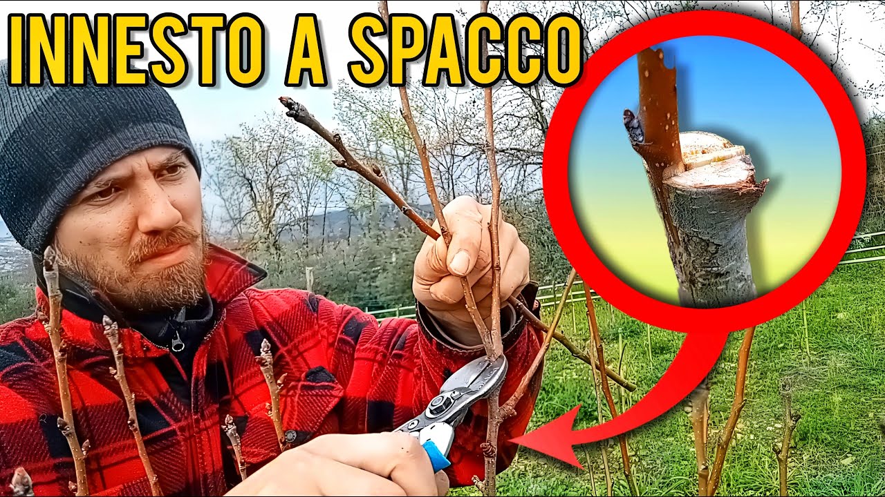 Innesto a spacco: la guida definitiva.