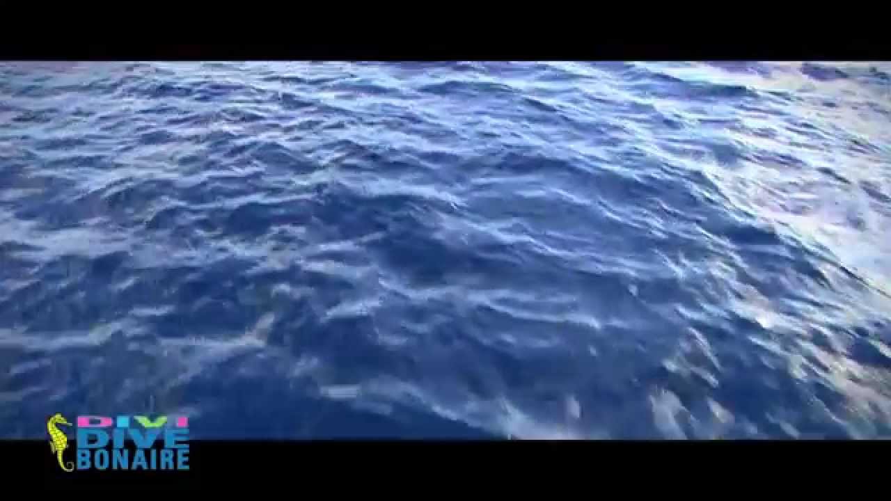 Video Service at Divi Flamingo Beach Resort