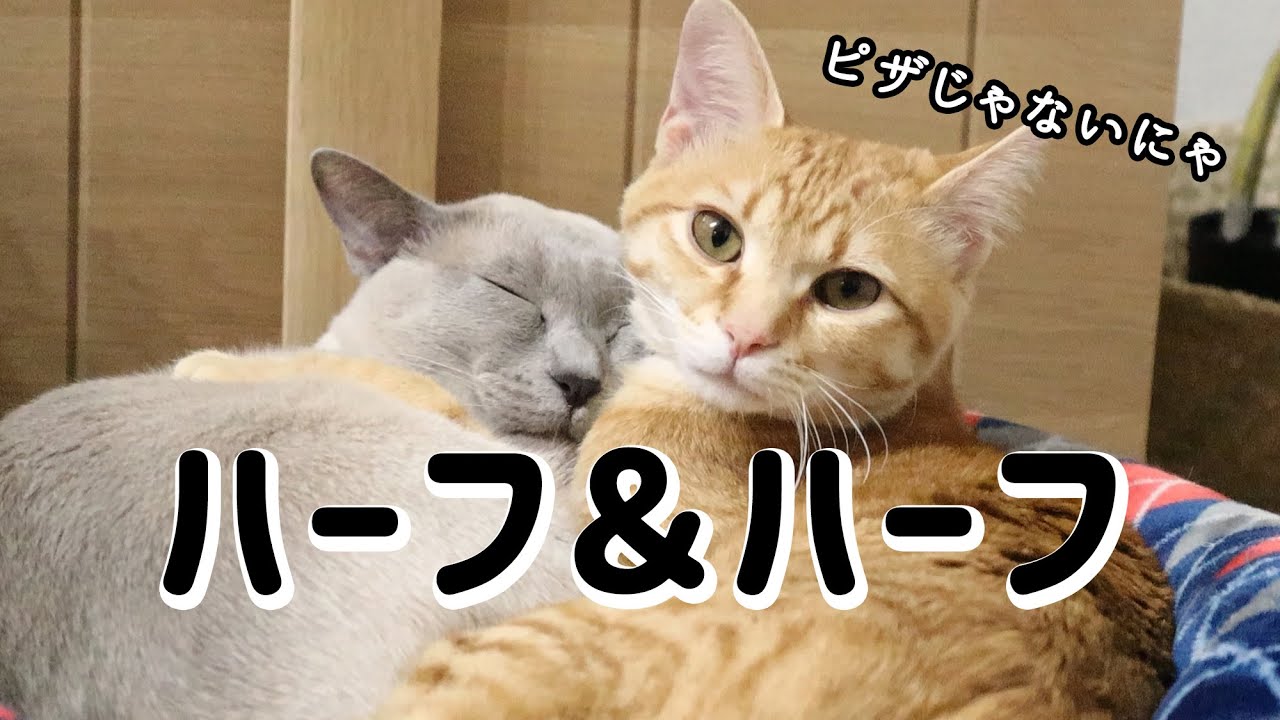 モコとソラのハーフ&ハーフ/犬みたいな猫たち